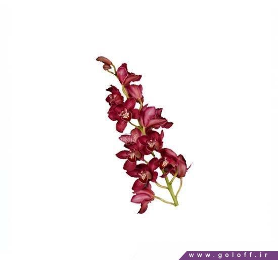 خرید آنلاین گل ارکیده سیمبیدیوم آنجلینا - Cymbidium Orchid | گل آف